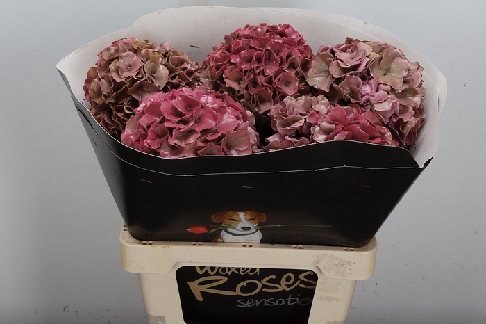 <h4>Hydr Wx (ex) Classic Pink</h4>