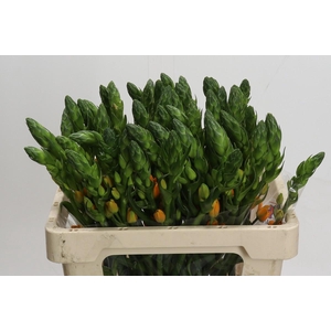 Ornithogalum dubium Magic Star