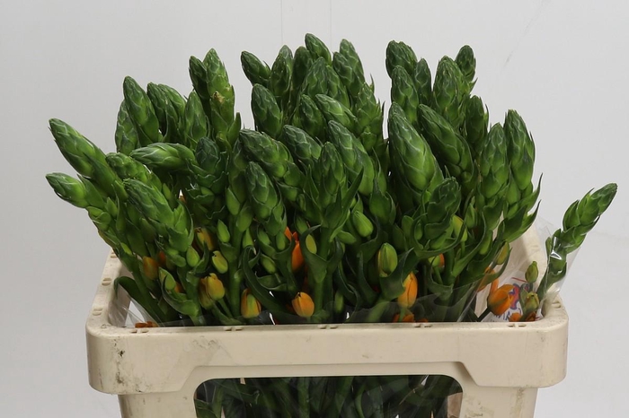 <h4>Ornithogalum dubium Magic Star</h4>