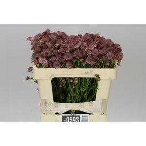 Astrantia Rosa Lee