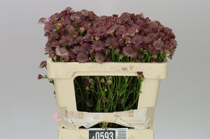 <h4>Astrantia Rosa Lee</h4>