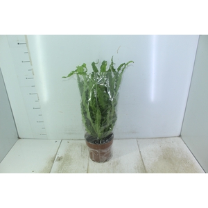 ASPLENIUM OSAKA CRESPO P17
