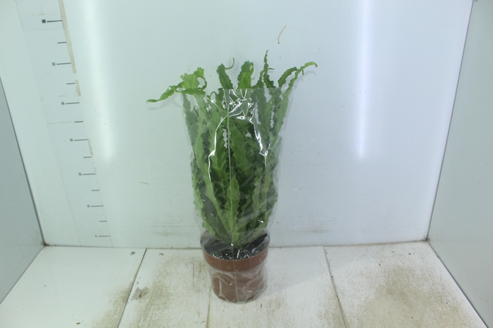 <h4>ASPLENIUM OSAKA CRESPO P17</h4>