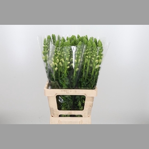 Antirrhinum Po White