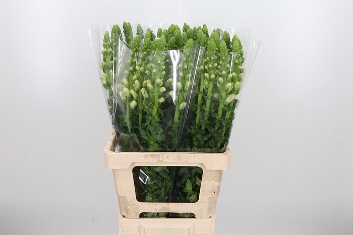 <h4>Antirrhinum Po White</h4>