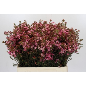 Chamelaucium Sarah's Delight