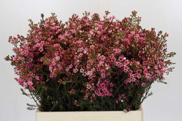 <h4>Chamelaucium Sarah's Delight</h4>