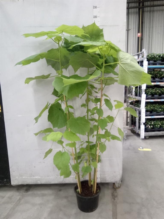 <h4>Sparrmannia africana</h4>