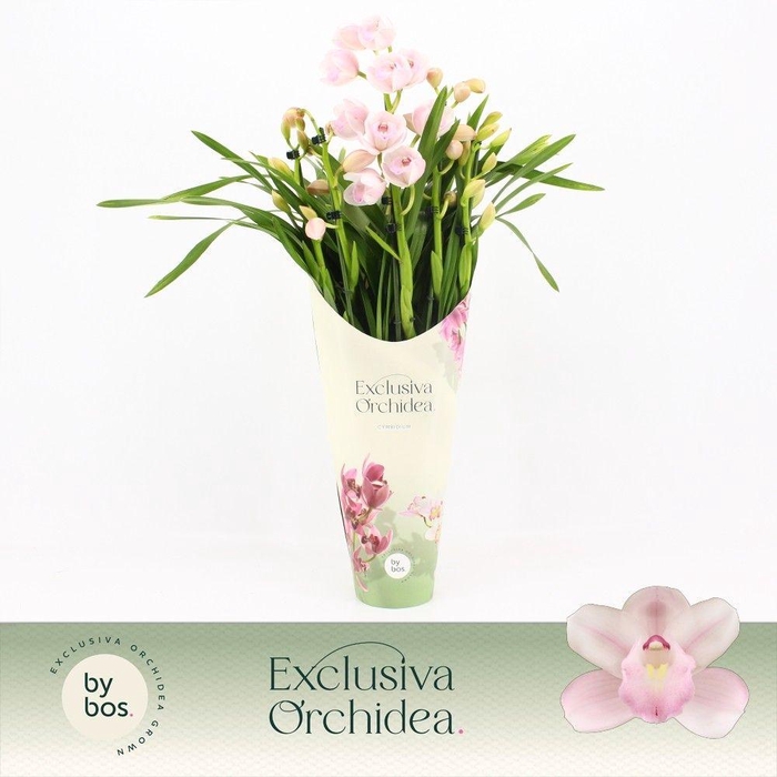 <h4>Cymbidium, Pink Bell 5-spike P14 'Exclusiva Orchidea' Potcover</h4>