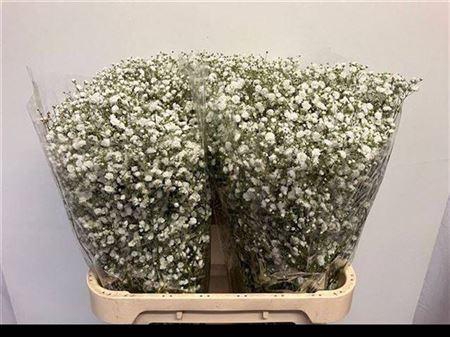 <h4>Gyps Pa Xlence</h4>