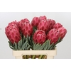 Protea Venus