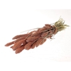 Bunch Setaria Slv L60