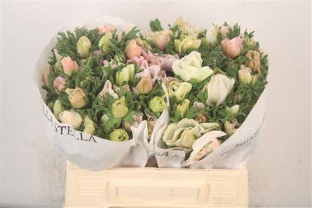 <h4>Anemone Mistral White ( Panda )</h4>