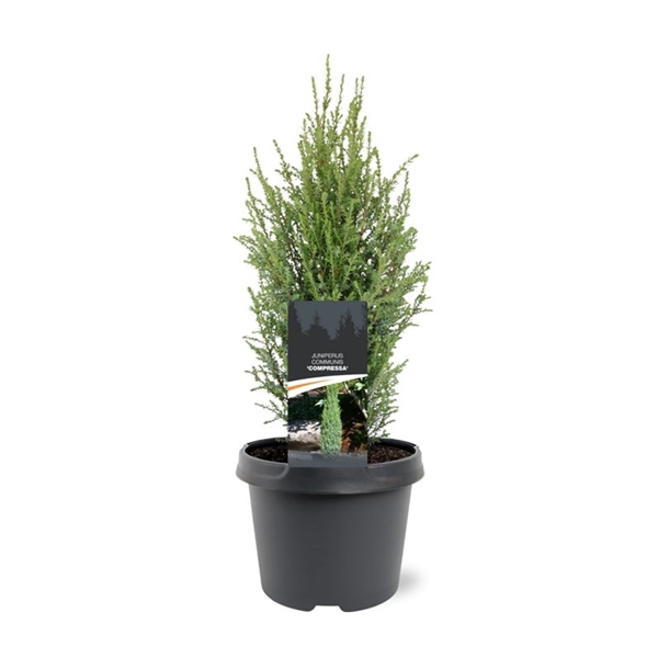 <h4>Juniperus communis 'Compressa' 30-40 C3</h4>