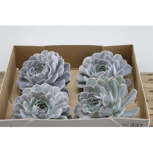 Echeveria Trebbori X4