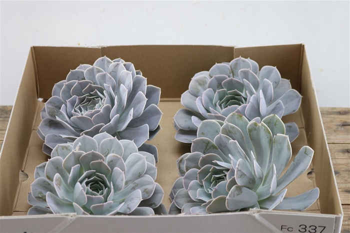 <h4>Echeveria Trebbori X4</h4>