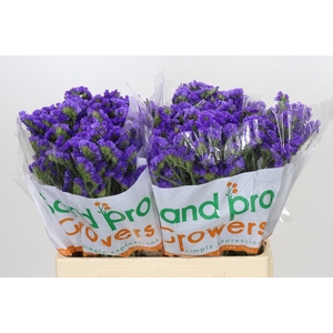 Limonium Sinuatum Pippa Wings