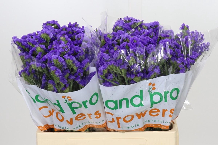 <h4>Limonium Sinuatum Pippa Wings</h4>
