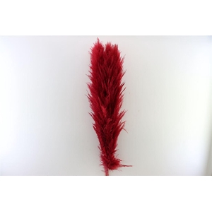 DR CORTADERIA LAO GRASS