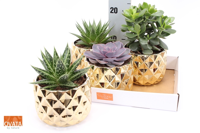 <h4>SUCC GEM 4 SRT</h4>