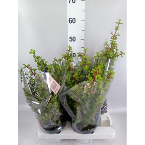 Portulacaria afra