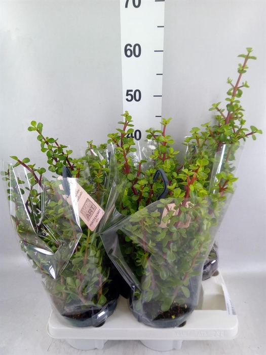 <h4>Portulacaria afra</h4>