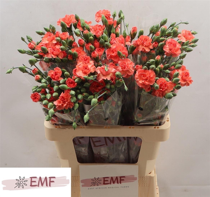 <h4>Di Tr Orange Amelie</h4>