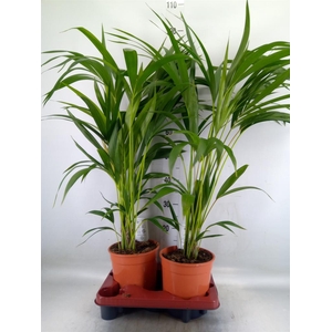 Howea forsteriana