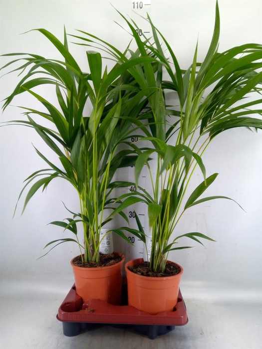 <h4>Howea forsteriana</h4>