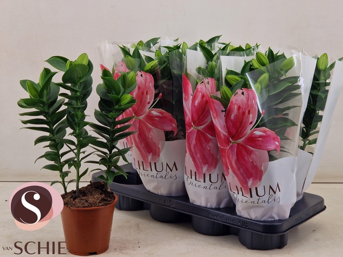 <h4>LIL OR SOUVENIR</h4>