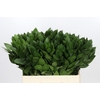 Ruscus aculeatus   ...groot blad