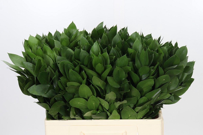 Ruscus aculeatus   ...groot blad