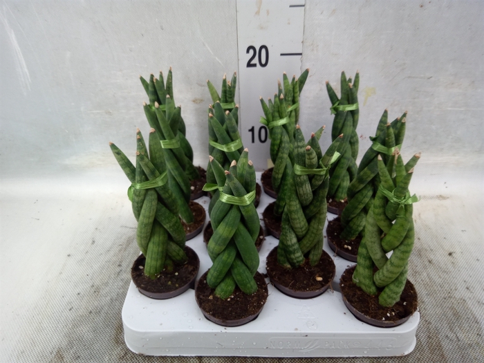 Sansevieria cyl.  ...