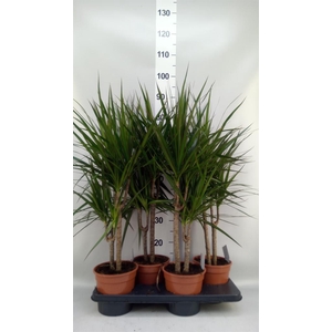 Dracaena marg.