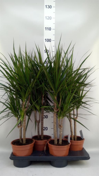 <h4>Dracaena marg.</h4>