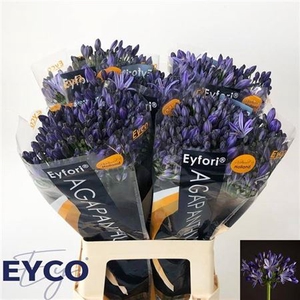 Agap Eyfori Blue