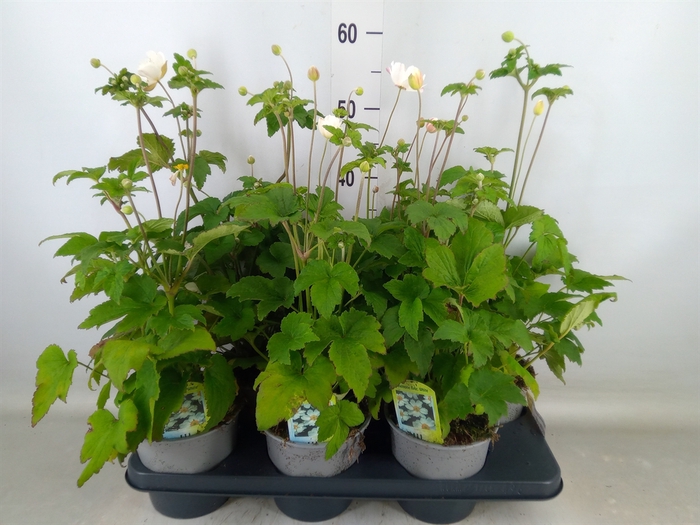 <h4>Anemone hybrida 'Honorine Jobert'</h4>