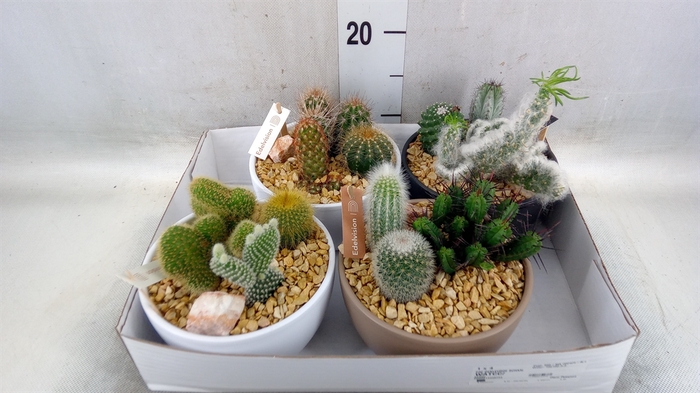 <h4>Cactus   ...</h4>