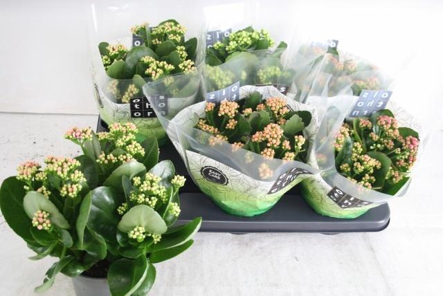 <h4>KAL GE GEM 4 KL</h4>