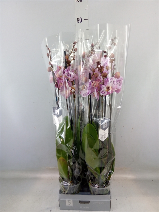 <h4>Phalaenopsis  'Spotted World'</h4>