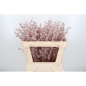 Ilex Kl Bh Champagne