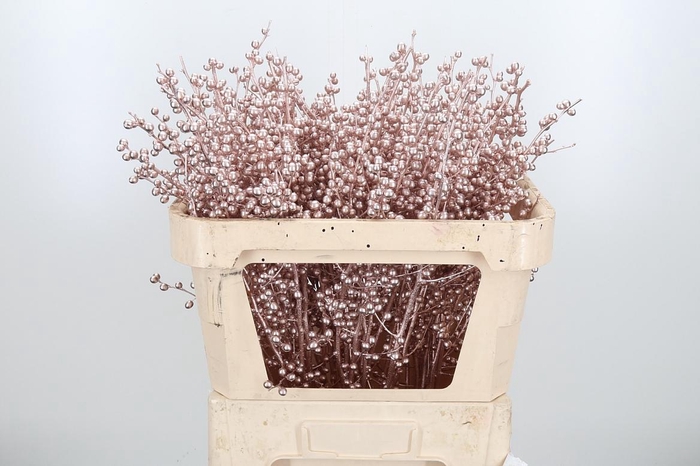 <h4>Ilex Kl Bh Champagne</h4>