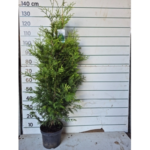THUJA O BRABANT
