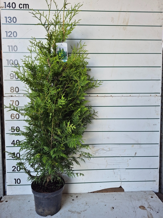 <h4>THUJA O BRABANT</h4>