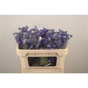 Delph El Dewi Dark Blue Smile