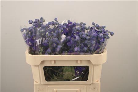 <h4>Delph El Dewi Dark Blue Smile</h4>