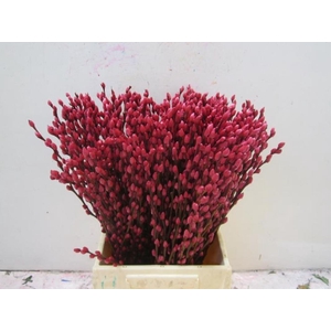 Sali Katje Cerise L50