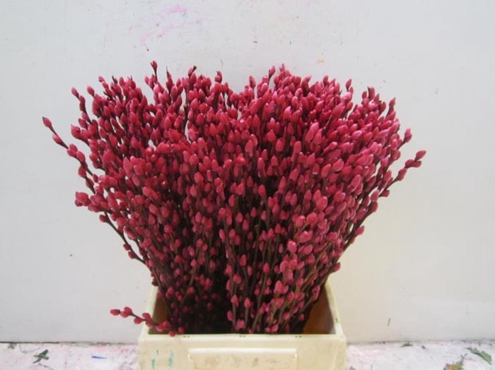 <h4>Sali Katje Cerise L50</h4>