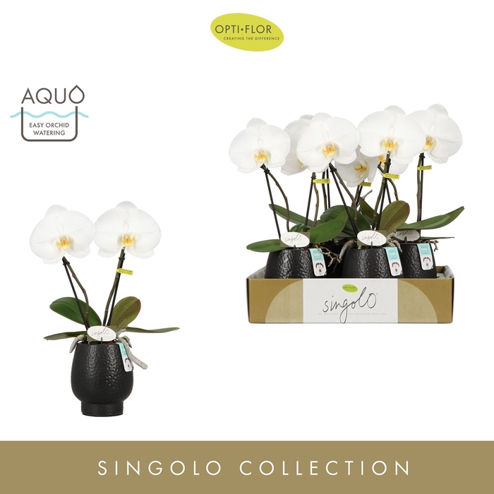 <h4>Phalaenopsis wit meer takken</h4>