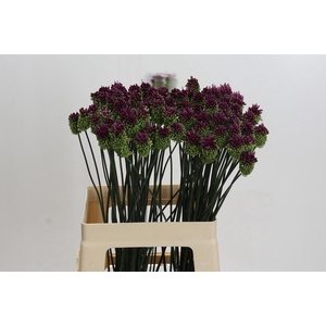 ALLIUM SPHAEROCEPHALON*